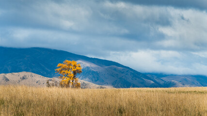 Golden autumn tree standing among dry grass with mountain range in the background, Twizel, South...