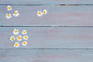 Flat lay top view of wild chamomile flowers on blue wooden background in rustic style, copy space, place for text