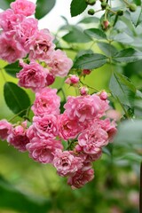 Close up of pink rose blossom on the bush