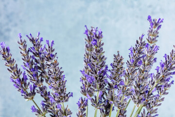 Naklejka premium Lavender flowers on a blue background, many lavandula plants in bloom, aromatic herb