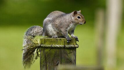 squirrel on a post