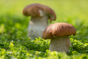 Cep mushroom grow in forest glade. Beautiful autumn season porcini in moss near tree. Edible mushrooms raw food. Vegetarian natural meal