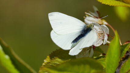 white butterfly on a flower