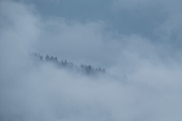 Fototapeta na wymiar Trees in fog