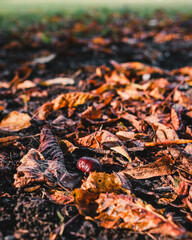 Chestnut in fall