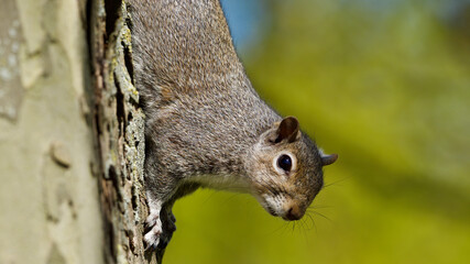 Fototapeta premium squirrel on a tree