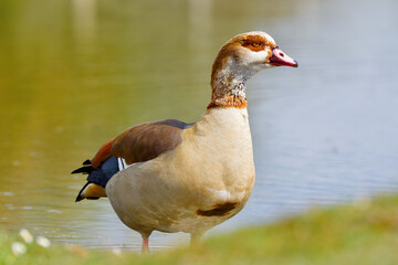 Egyptian goose by the water