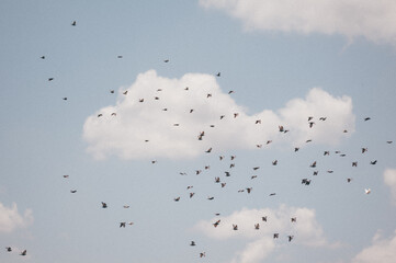 birds in the sky