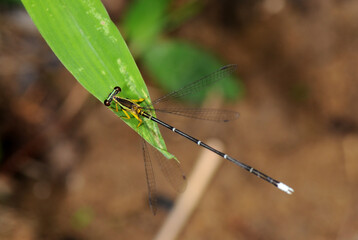 Damselfly on a leaf