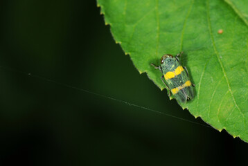 treehopper on a leaf