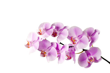 Fototapeta na wymiar Pink orchid flowers isolated on white background. Beautiful and delicate orchid flowers