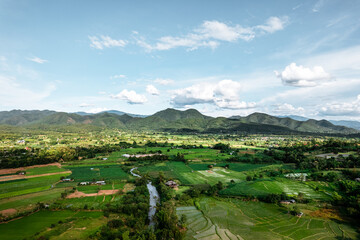Rice field ,Aerial view of rice fields