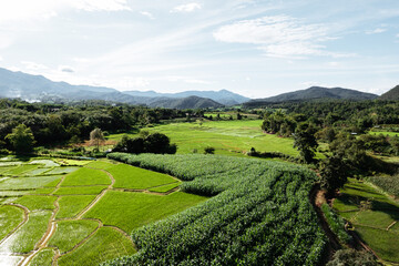Fototapeta na wymiar Rice field ,Aerial view of rice fields