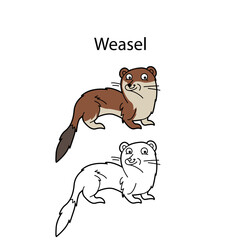 Funny cute animal weasel isolated on white background. Linear, contour, black and white and colored version. Illustration can be used for coloring book, design logo and pictures for children