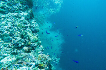 Fototapeta na wymiar フィリピン、セブ島の近くのカランガマン島のダイビングの風景 Diving scenery of Kalanggaman Island near Cebu, Philippines. 