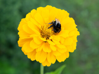 bumblebee collects pollen from a beautiful yellow flower