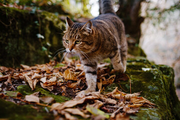 A Siberian tabby cat exploring the dark autumn forest. fairytale character of fall forest