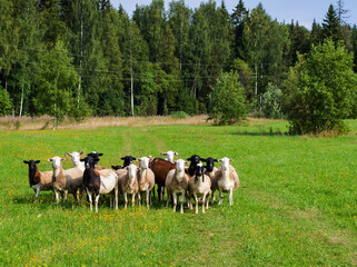 Fototapeta premium herd of goats and sheep in the meadow