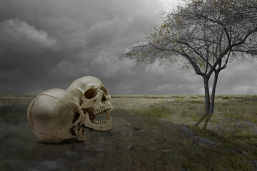 Human skull on the grass
