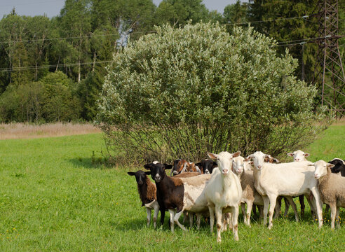 herd of goats and sheep in the meadow