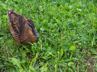 wild duck walks along the embankment close-up