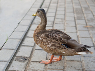 wild duck walks along the embankment close-up