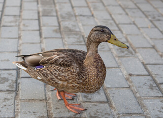 wild duck walks along the embankment close-up