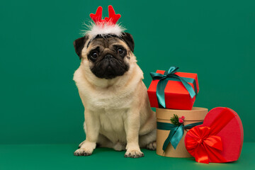 New year and Christmas concept with pug Dog wearing reindeer antlers headband   and christmas gifts...