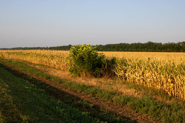 A ripe cornfield along the road against the background of the morning sky