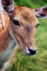 deer in the forest