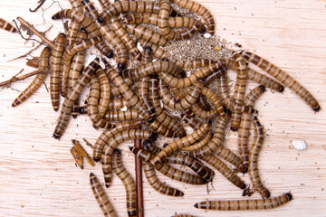 Close up view of worms