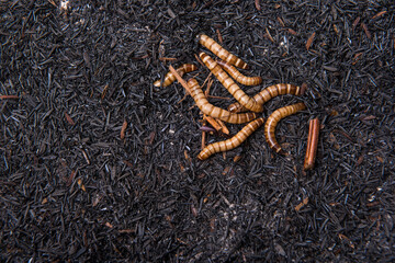 Close up view of worms