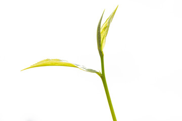 Top tea leaves, natural products, are ingredients in making beverages. Selected fresh tea leaves in tea plantations