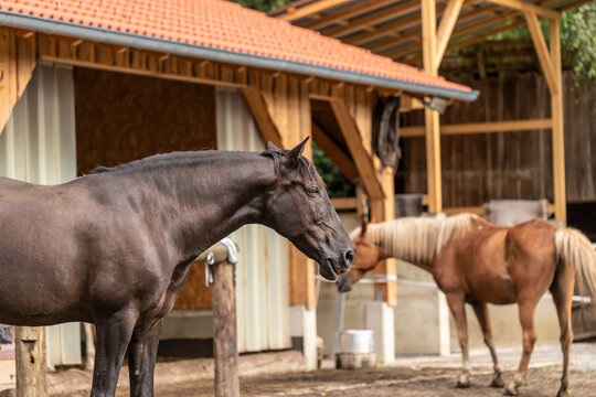 A black warmblood horse on a paddock in front of a free stall barn