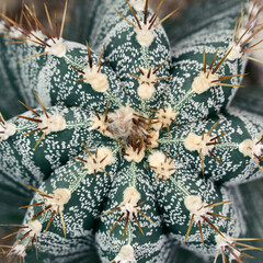 variegated cactus shot from above close up