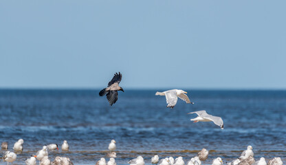 Seagulls Flying on the Baltic Sea Coast on a Sunny Day