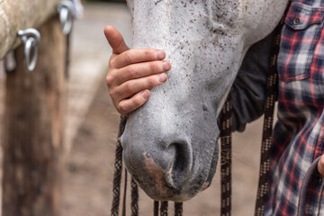 Trustful bond between a rider and a horse: A person touches a horses nose