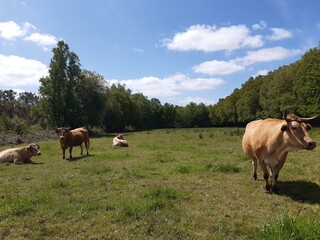 Vacas en el campo gallego