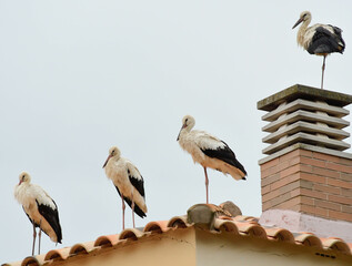 white stork ciconia