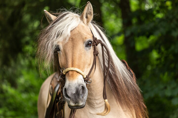 Close-up portrait of a norwegian fjord horse