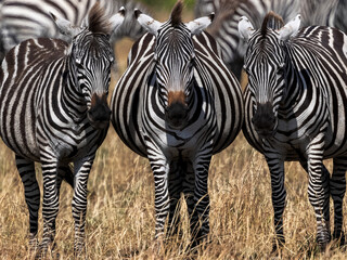Drei Zebras in der Frontale im Nationalpark Masai Mara