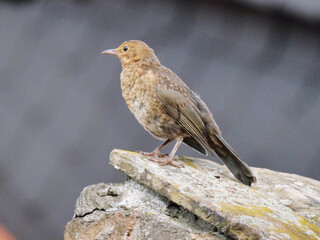 young blackbird perching on tile 