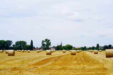 Fototapeta premium rolls of hay after harvest