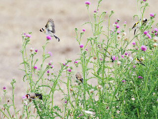 goldfinch about to land at a thistle