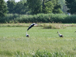 storks flying with spread wings above meadow