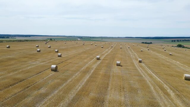 Rolls of golden haystacks on the farm field. Harvesting wheat in summer
