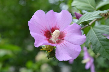 Polski kwiat hibiskus