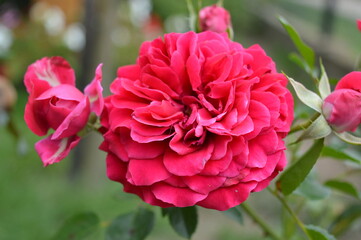 Róża kwiat