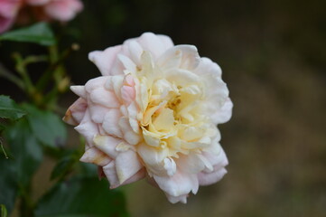 Róża kwiat
