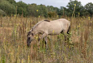 Konik horses browsing in summer meadow